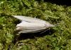 Chilo phragmitella